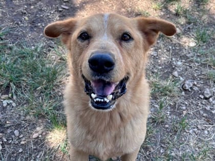 Photo of Sandwich HW+, adoptable dog in Georgetown, Texas