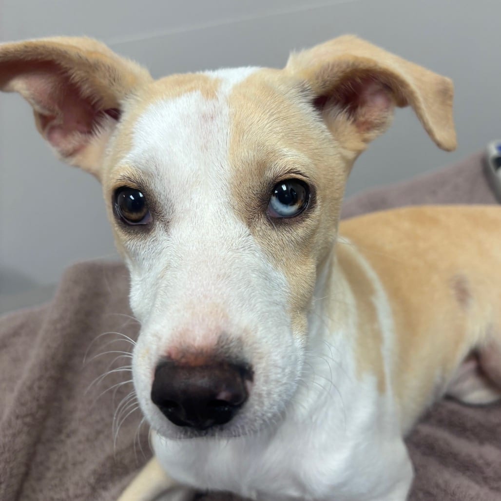 Photo of Tiana, adoptable Pointer in Spartanburg, South Carolina