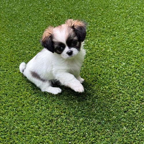Photo of Marmie, adoptable Shih Tzu in St. Louis Park, Minnesota