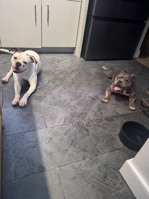 Photo of Devin, adoptable American Bulldog in Newtown, Pennsylvania