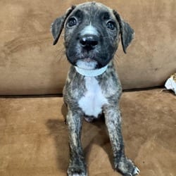 Photo of Bruno, adoptable American Pit Bull Terrier Hound (Unknown Type) in Indiantown, Florida