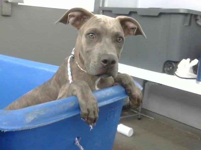 Photo of King, adoptable Mixed Breed