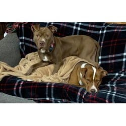 Photo of Mars, adoptable Terrier (Unknown Type, Medium) in Irmo, South Carolina