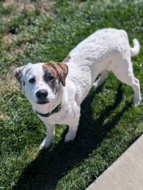 Photo of Erik, the phantom of the opera, adoptable Terrier in Sandy, Utah