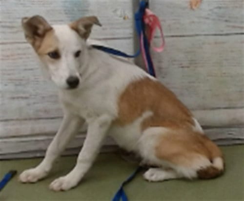 Photo of Marble, adoptable Australian Shepherd in San Bernardino, California