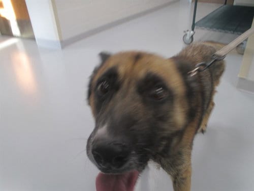 Photo of Frappe, adoptable German Shepherd Dog in Ocala, Florida