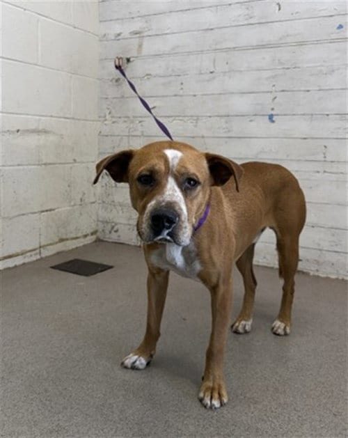 Photo of Nacho, adoptable Pit Bull Terrier in San Bernardino, California