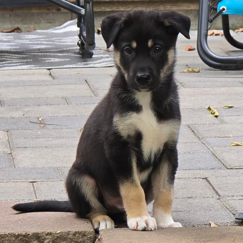 Photo of Freddie, adoptable Mixed Breed (Medium) in Buffalo, Minnesota