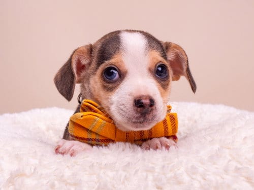 Photo of Discount: Ikea, adoptable Chihuahua in Romoland, California