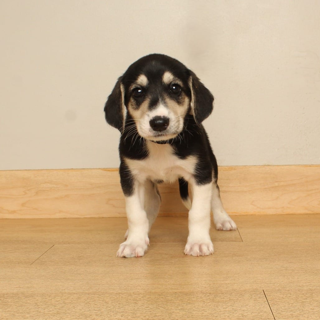 Photo of Kane D71473, adoptable Terrier, Airedale in Minnesota, Minnesota