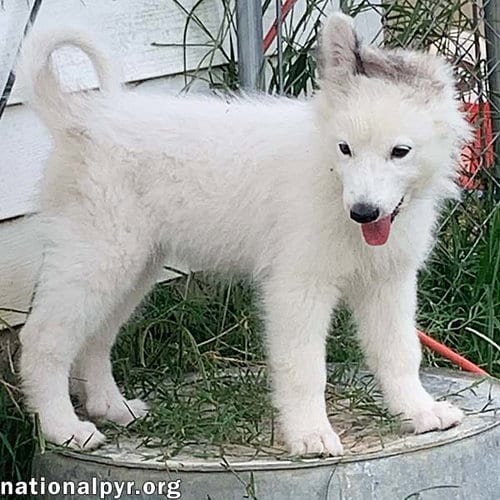 Photo of Oreo in KY - Loves To Be Held, adoptable Great Pyrenees in Beacon, New York