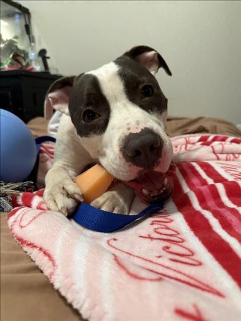 Photo of Captain Crunch, adoptable Pit Bull Terrier in Las Vegas, Nevada