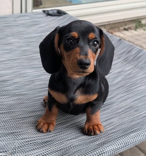 Photo of Ryder, adoptable Dachshund in Sioux Falls, South Dakota