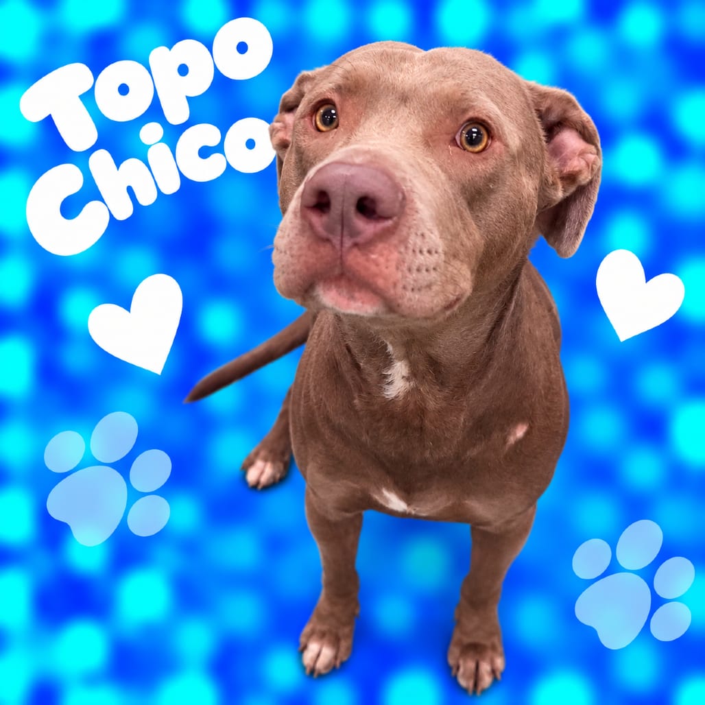 Photo of Topo Chico, adoptable dog