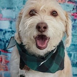 Photo of Freddie, adoptable Poodle (Standard) Chihuahua in Waxhaw, North Carolina