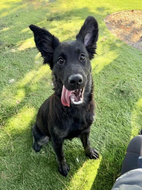 Photo of Sugar, adoptable German Shepherd Dog in San Bernardino, California