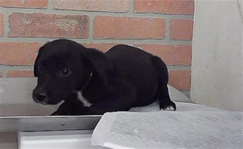 Photo of Daria, adoptable Labrador Retriever in Houston, Texas