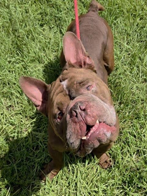 Photo of Big Boy, adoptable American Staffordshire Terrier in Fort Lauderdale, Florida