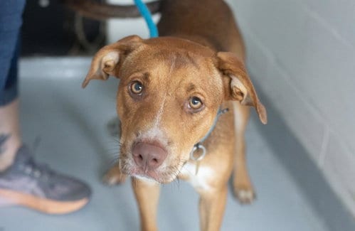 Photo of Zeus, adoptable Pit Bull Terrier in Mountain Home, Arkansas