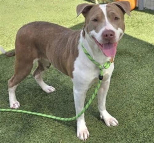 Photo of Lolly, adoptable Pit Bull Terrier in Houston, Texas