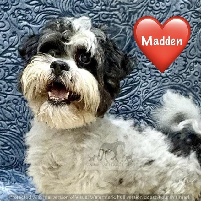 Photo of Madden, adoptable Shih Tzu in Chicago Ridge, Illinois