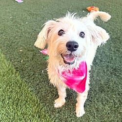 Photo of Carly, adoptable Terrier (Unknown Type, Medium) Yorkie, Yorkshire Terrier in PHOENIX, Arizona
