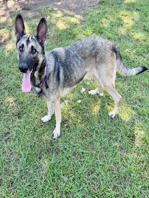 Photo of Margot, adoptable German Shepherd Dog in Conroe, Texas