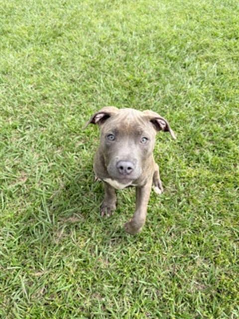 Photo of A524322, adoptable Pit Bull Terrier in Wilmington, North Carolina