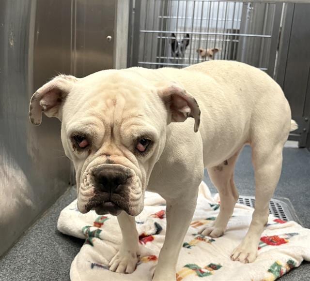 Photo of Sweetie, adoptable Bulldog mix