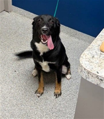 Photo of Sombra, adoptable Labrador Retriever in Pasadena, Texas