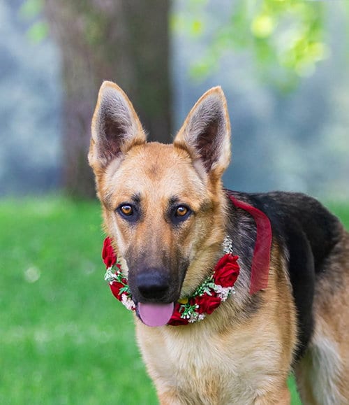 Photo of Maxine, adoptable German Shepherd Dog in Unionville, Pennsylvania