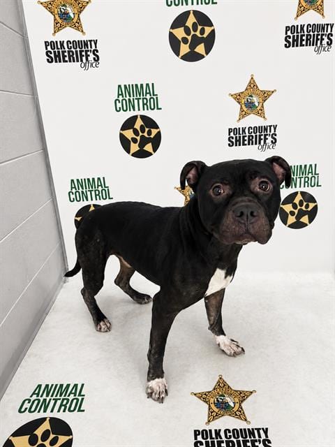 Photo of Nick, adoptable Bulldog in Winter Haven, Florida