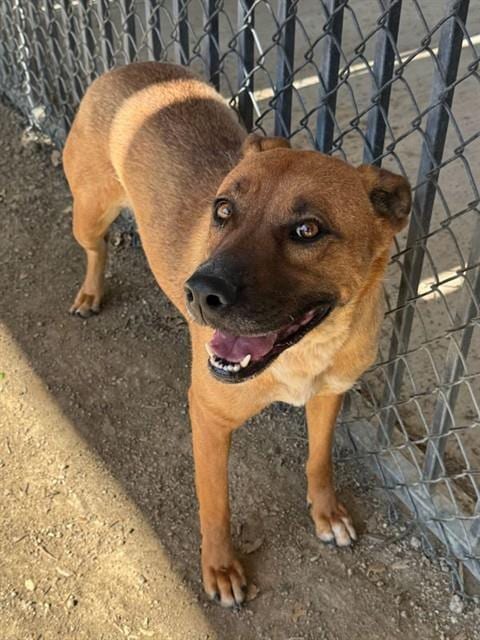 Photo of Destinee, adoptable German Shepherd Dog in Riverside, California