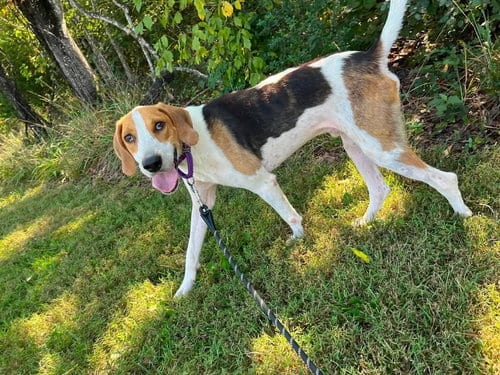 Photo of Cowboy, adoptable Hound in Rustburg, Virginia
