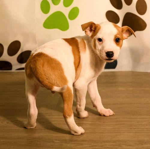 Photo of Declan, adoptable Australian Cattle Dog/Blue Heeler in Brooklyn Center, Minnesota