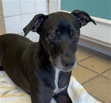 Photo of Junior, adoptable Labrador Retriever in Baldwin Park, California