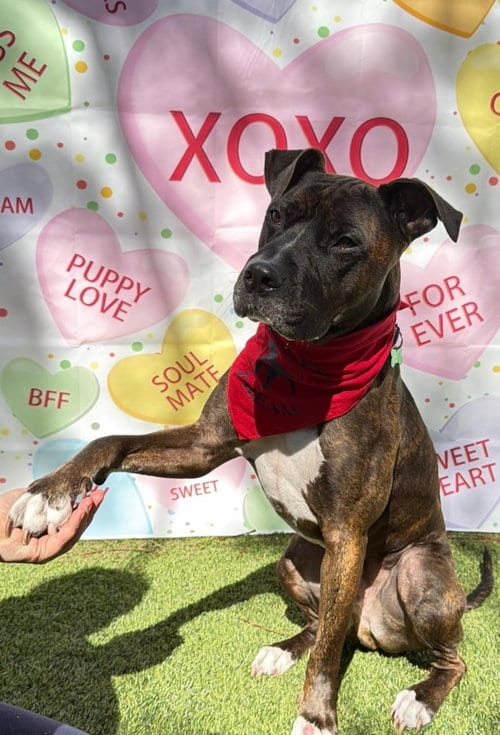 Photo of Ollie, adoptable Pit Bull Terrier in Pompano Beach, Florida