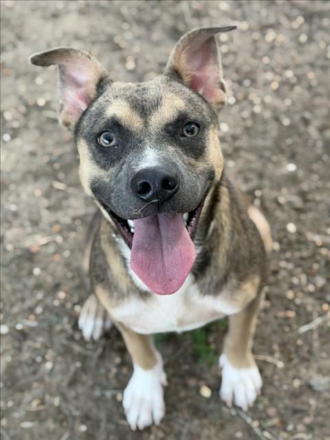 Photo of Mijo, adoptable Labrador Retriever in Houston, Texas
