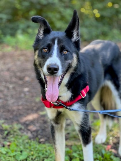 Photo of Goose, adoptable Shepherd/Border Collie in Annapolis, Maryland