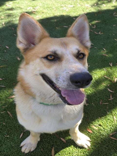 Photo of Shilo, adoptable German Shepherd Dog in Los Angeles, California