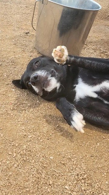 Photo of Autumn, adoptable Labrador Retriever in Killeen, Texas