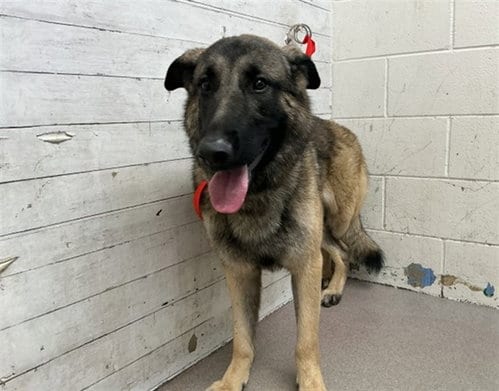 Photo of Keegan, adoptable German Shepherd Dog in San Bernardino, California