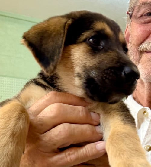 Photo of Lunch Box, adoptable Labrador Retriever in Burnsville, North Carolina