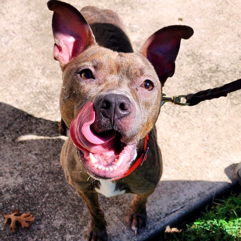 Photo of Brit, adoptable Terrier, American Pit Bull in Baltimore, Maryland