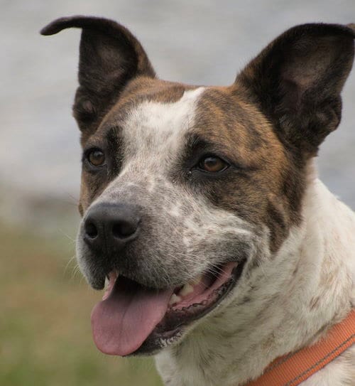Photo of Stix, adoptable Cattle Dog in Evergreen, Colorado