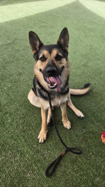 Photo of Bruno, adoptable German Shepherd Dog in Chatsworth, California