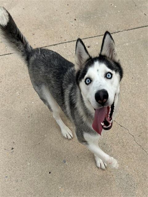 Photo of Azule, adoptable Siberian Husky in Geneva, Illinois