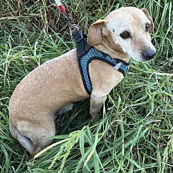 Photo of Roger, adoptable Dachshund in Bell Gardens, California