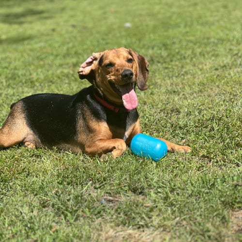 Photo of Ace Hope, adoptable Beagle in Yardley, Pennsylvania