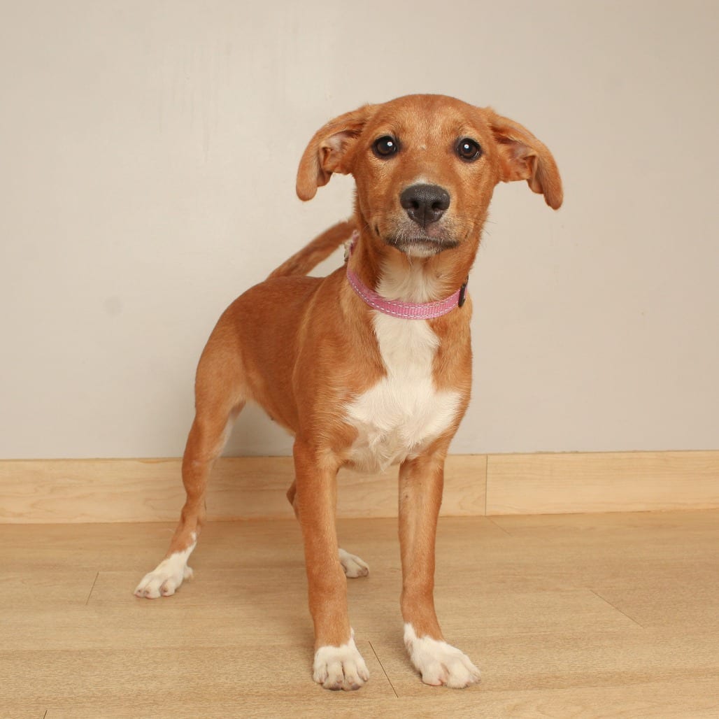 Photo of Taiga D71308, adoptable Foxhound, English / Mixed Breed (Medium) in Minnesota, Minnesota